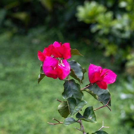 San Ramón Hostel Bouganvilia Bed And Breakfast מראה חיצוני תמונה