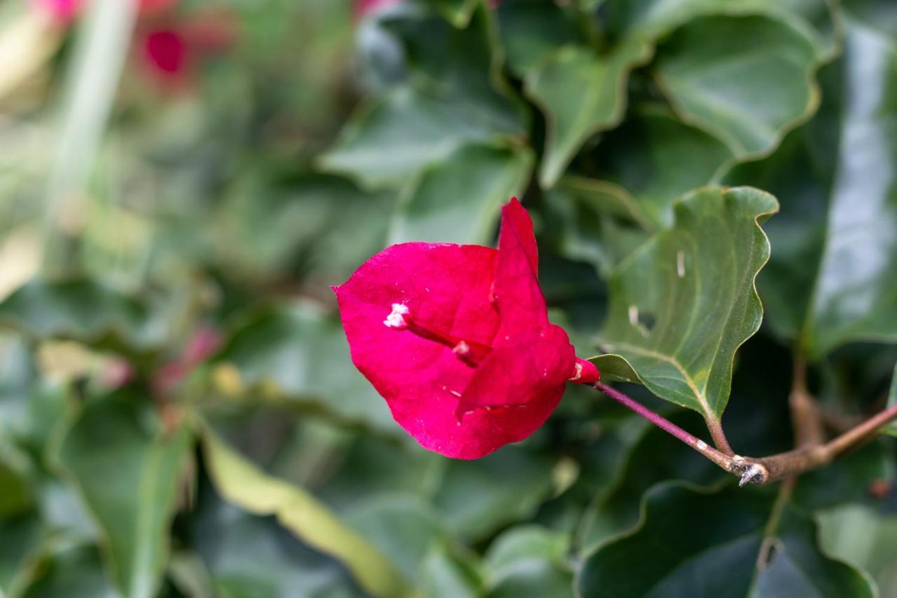 San Ramón Hostel Bouganvilia Bed And Breakfast מראה חיצוני תמונה